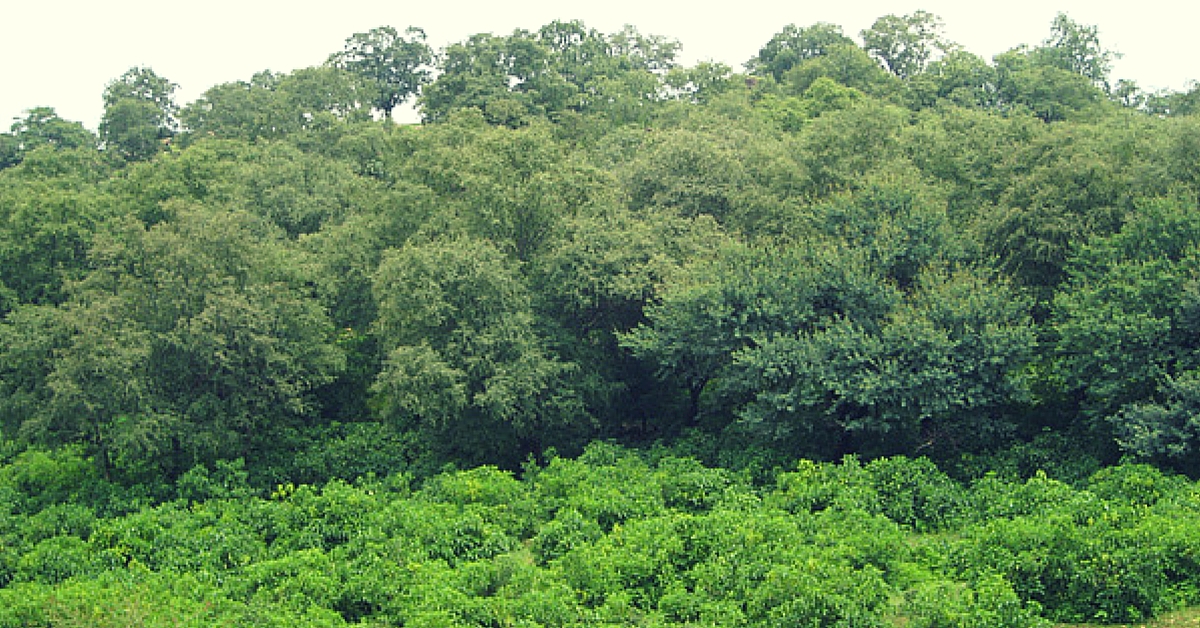 TBI Blogs: How Community Action Helped Revive 200 Acres of Deforested Land in Rajasthan