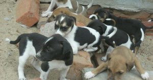 Domestic Help Uma Shetty Rescues Stray Animals, Provides Shelter in Her Own Hut in Mumbai