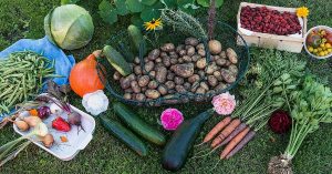 VIDEO: State Government Distributes Do-It-Yourself Terrace Gardening Kits in Madurai