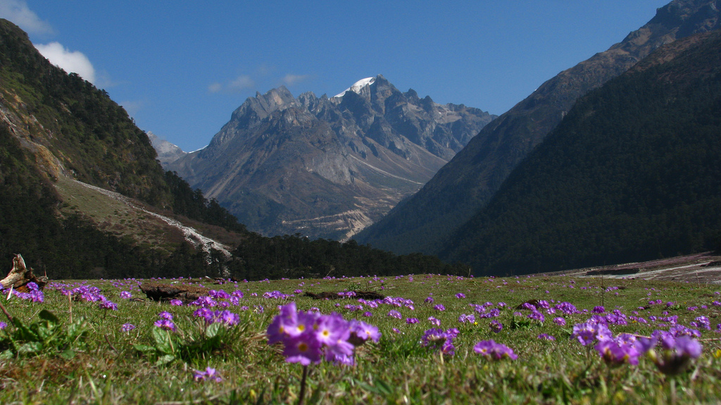 Yumthang-valley-with-Flowers - Copy