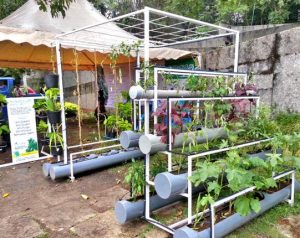 Growing Soil-Less With Hydroponics: An Introduction to Innovative Farming at Home