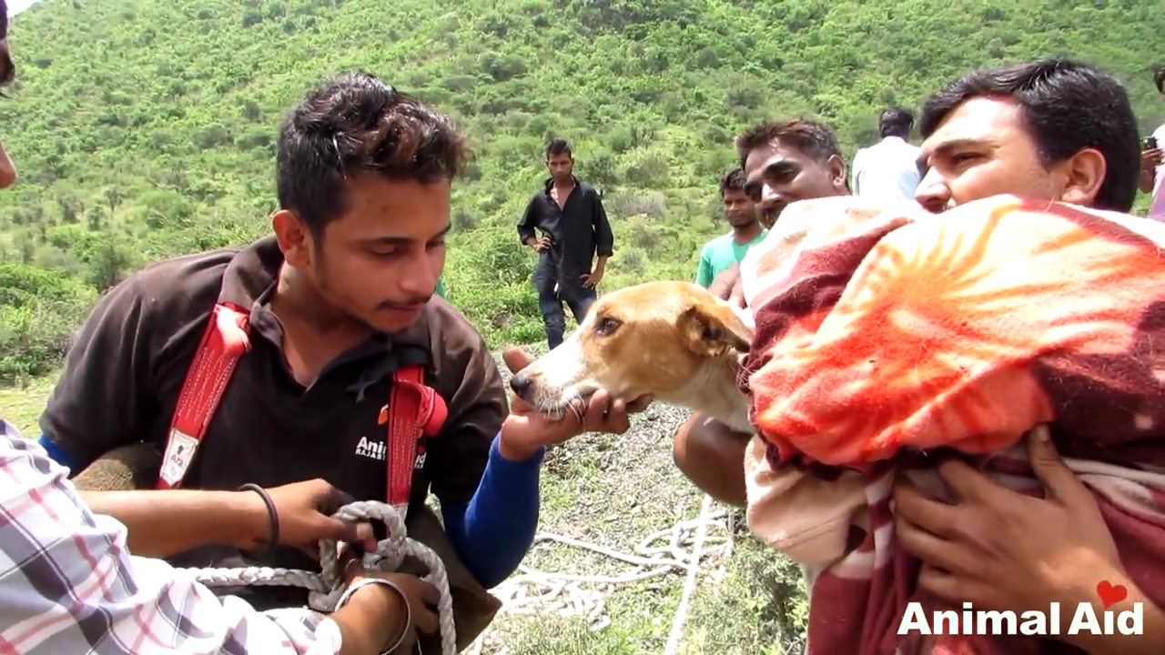 These Two Men Rescue Stray Dog from a Deep Open Well Near Udaipur