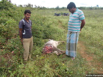 Farmer Mahadeva Gowda is seen standing next to the carcass of his cow, which was killed by a tiger in August 2015.