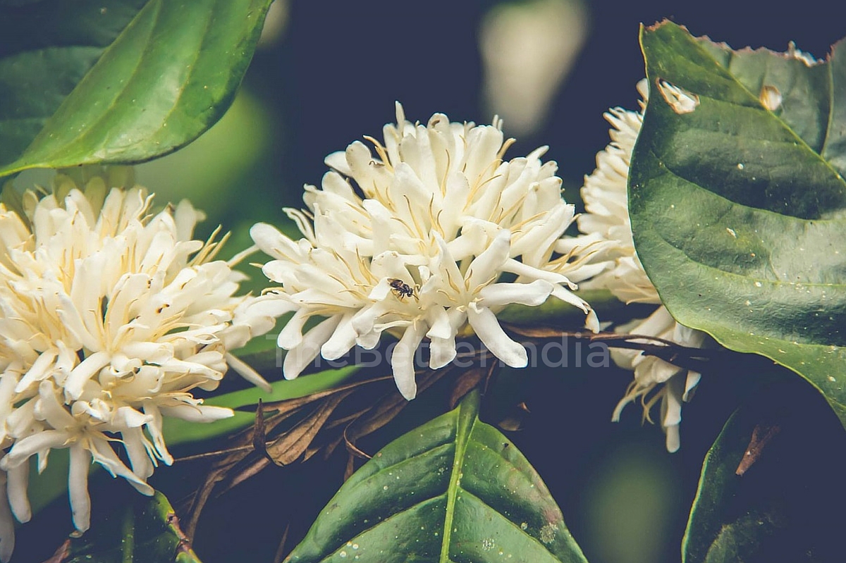 Bees Pollinate Coffee Flowers- Image Courtesy: Black Baza Coffee