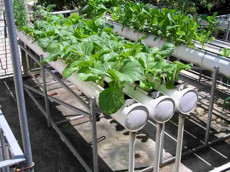 hydroponics-garden