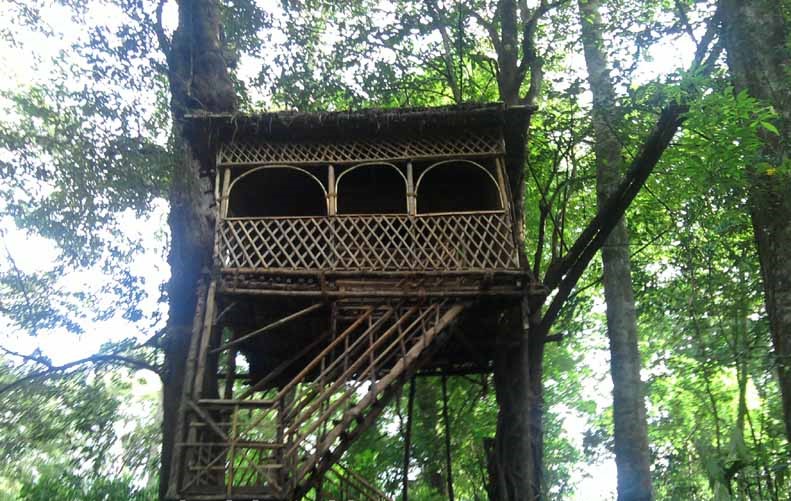 tree-house (1)