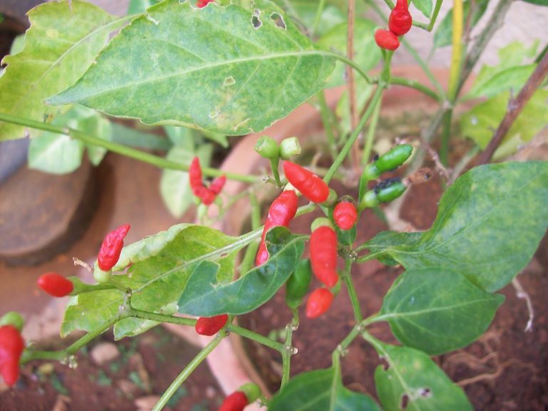 How to Grow a Space Saving Herb Garden at Home in India