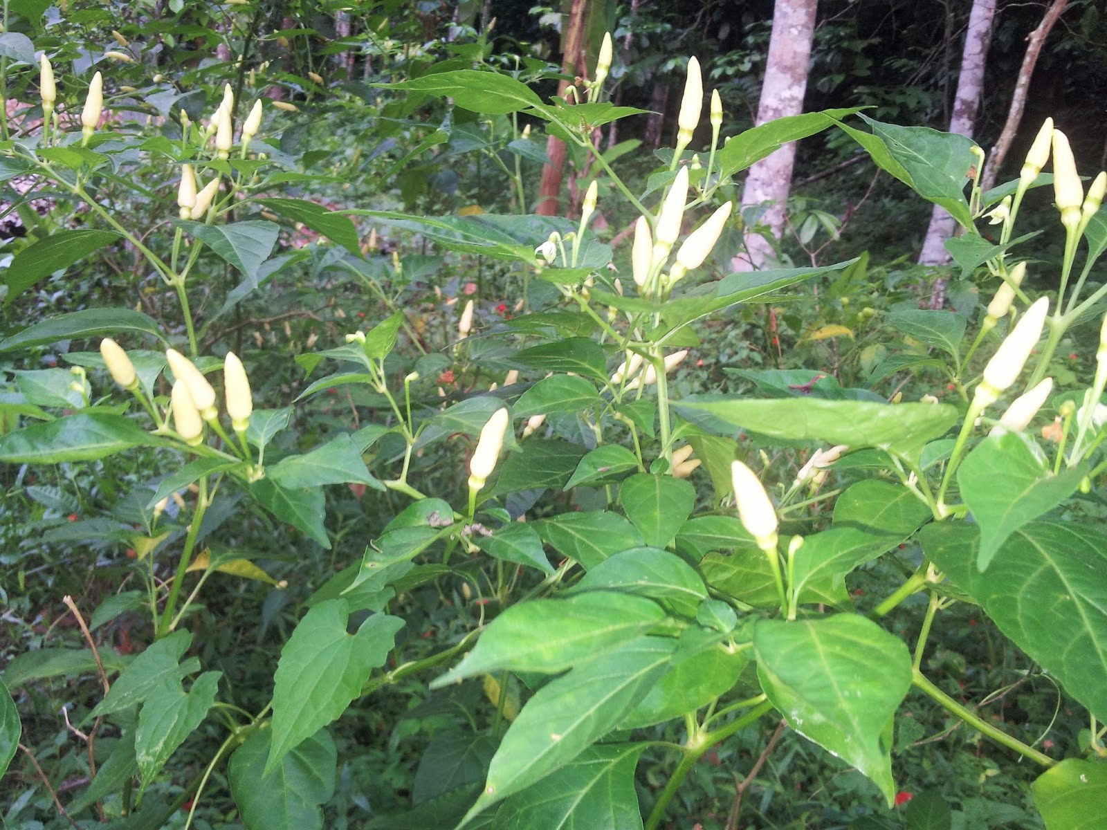 20-capsicum-annuum-kanthari-mulagu-seeds-white-bird-s-eye-chilli-bird-s-chili-3 (2)