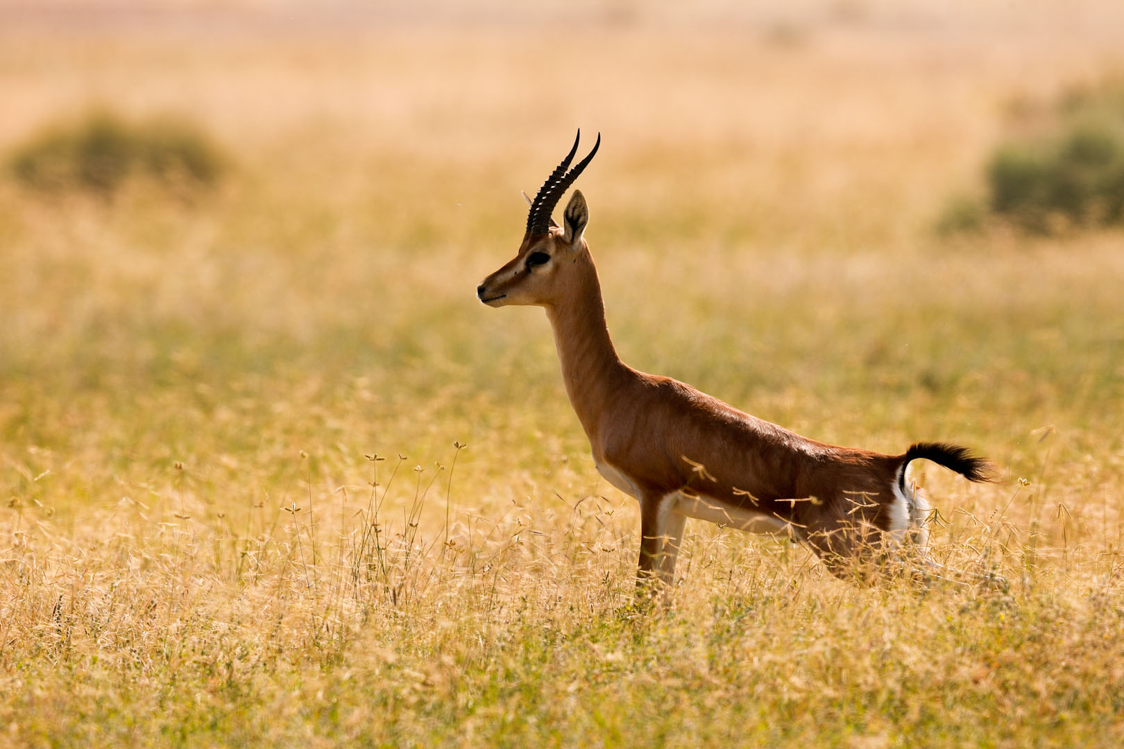 Gazella bennettii