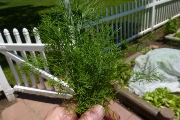 How to Grow a Space Saving Herb Garden at Home in India