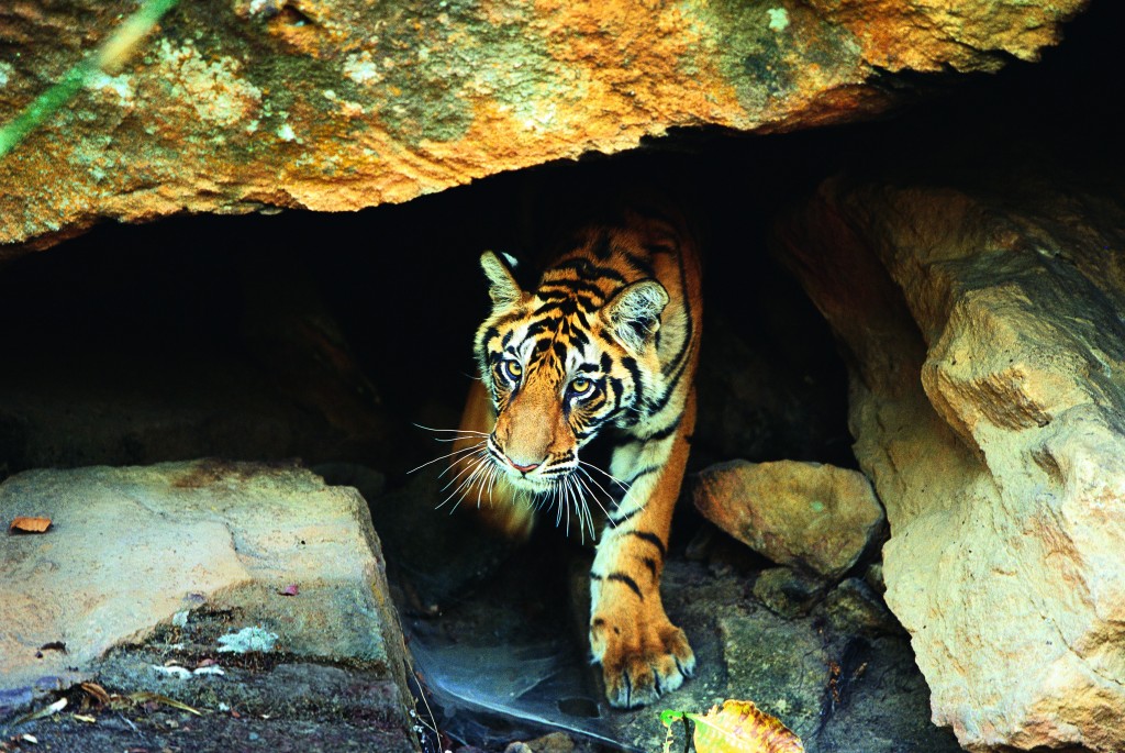 Bandhavgarh-National-Park-1024x685