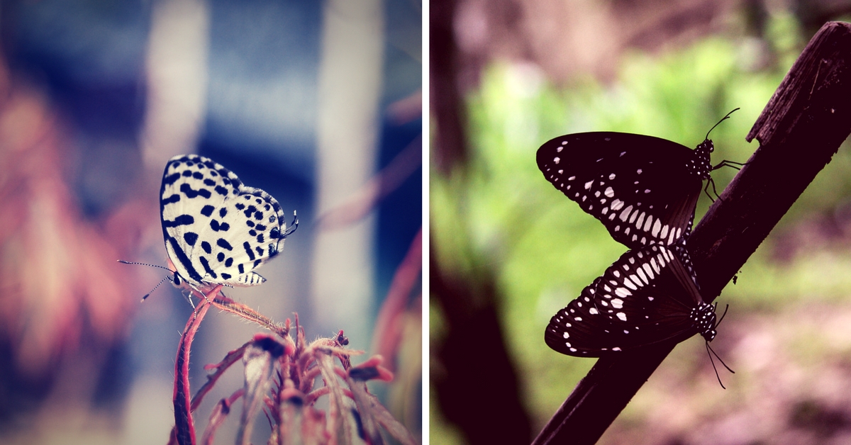 Butterflies: The ultimate icon of our fragility