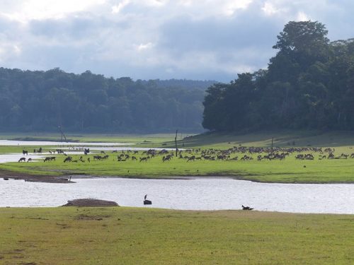 The environs of E-base Kodagu (Image credit: CCF Kodagu Mr Manoj Kumar)