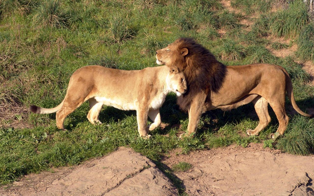 Gir-National-Park