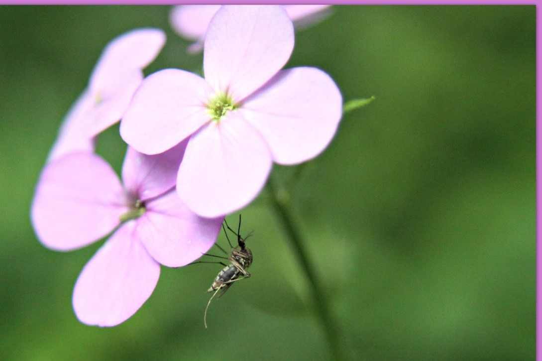 Homemade-Insect-Repellent-1