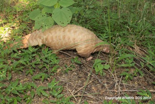 Pangolin in the wild