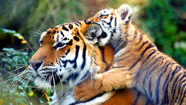 These Amazing Photos Capture the Wild Grandeur of India’s National Parks