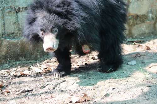 Rose-bear-who-was-caught-in-a-snare-and-lost-her-limb