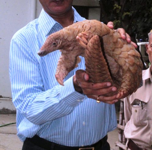 Shri NK Janoo with the Pangolin