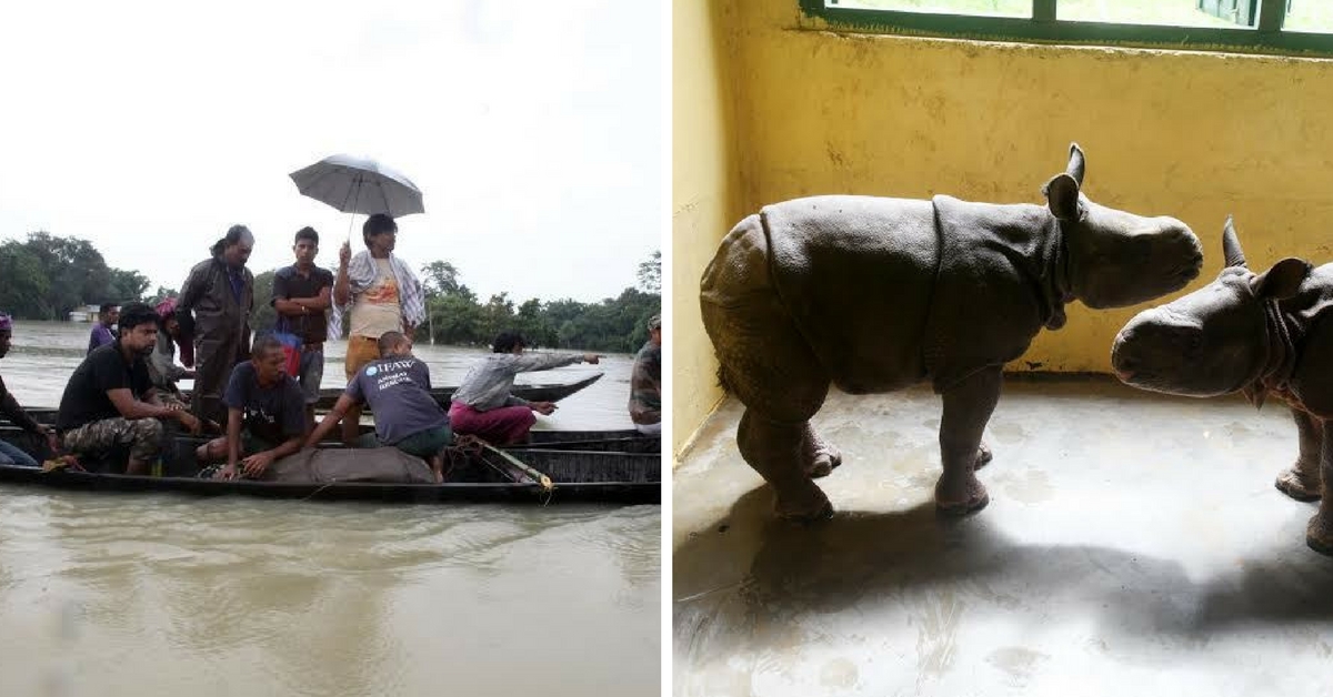 Wildlife Rescuers Work Overtime to Save 107 Animals, Including Rhinos, From Assam Flood Waters
