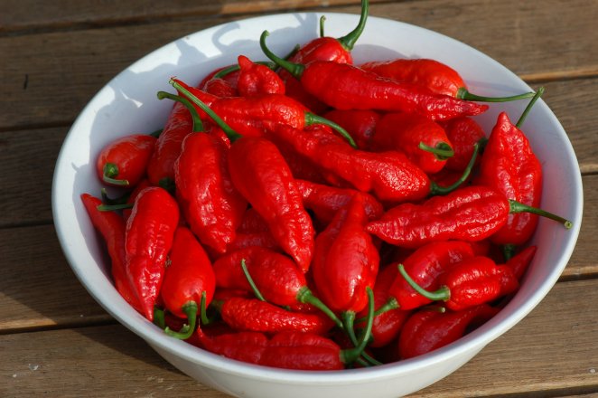 bhut_jolokia_2