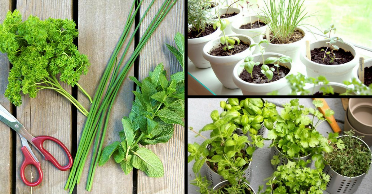 How to Grow a Space Saving Herb Garden at Home in India