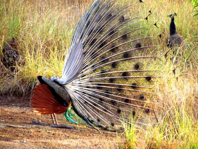 kanha-national-park-gallary-2