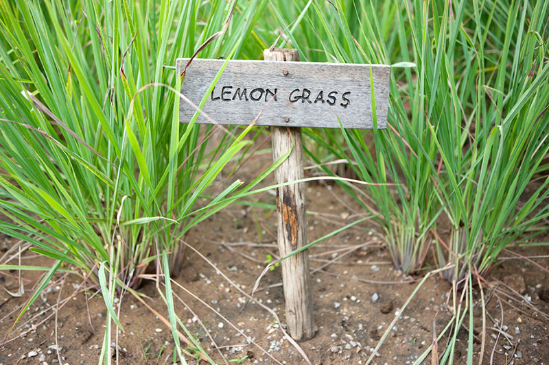 lemongrass-in-garden_istock
