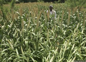 How Millets Can Alleviate India's Malnutrition Problem and Mitigate Climate Change Too