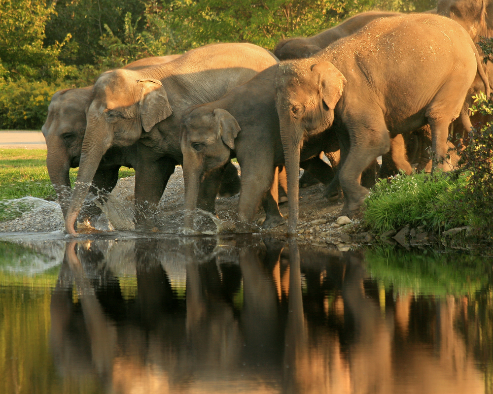 mudumalai