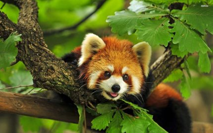 Arunachal Villages Are Saving the Endangered Red Panda