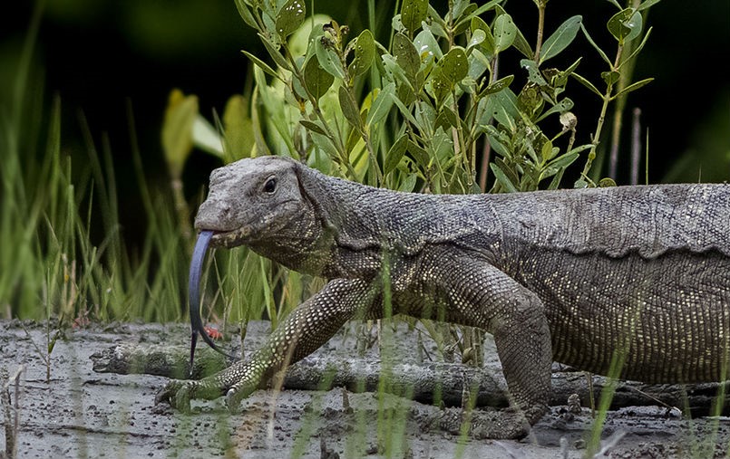 sunderbans