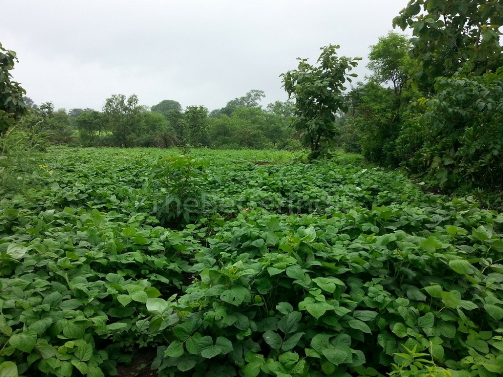 Pulses, millet, corn and jowar 