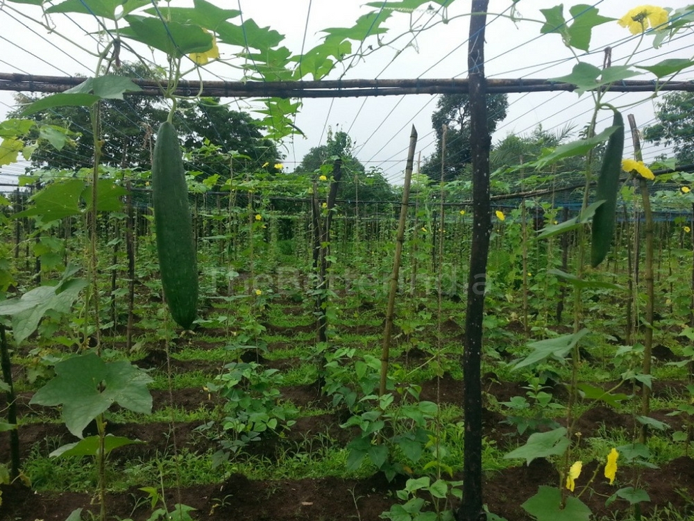 Varieties of gourds and beans 