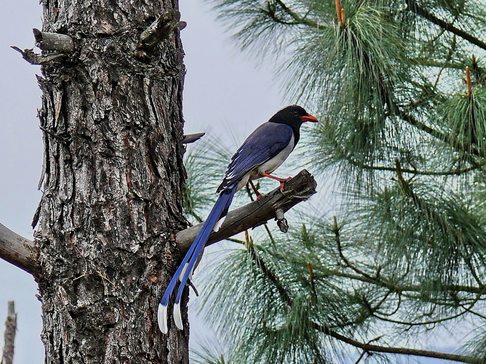 020-himalayan-magpie