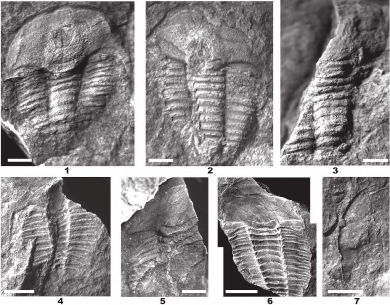 These Are The 7 Best Places To See Fossils In India