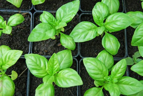 basil plants