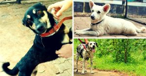 An Event in Bangalore Is Hosting an Adoption Drive for Adorable Senior Dogs