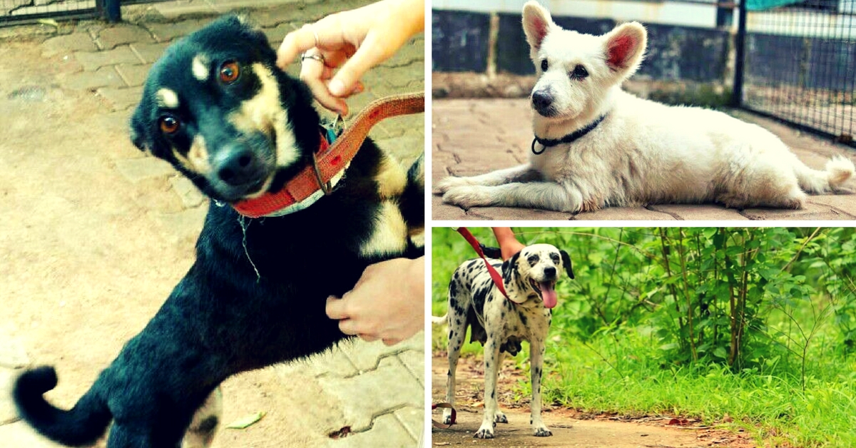 An Event in Bangalore Is Hosting an Adoption Drive for Adorable Senior Dogs