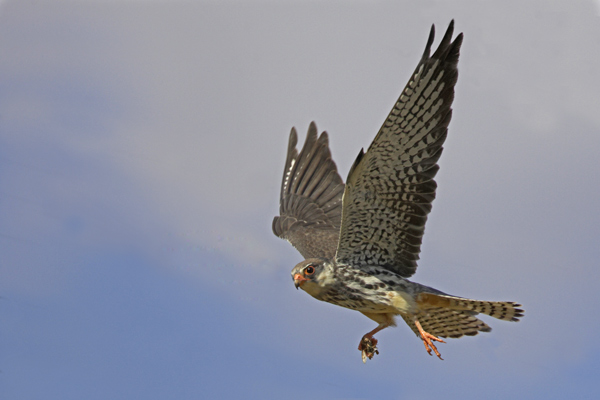 amur-falcon