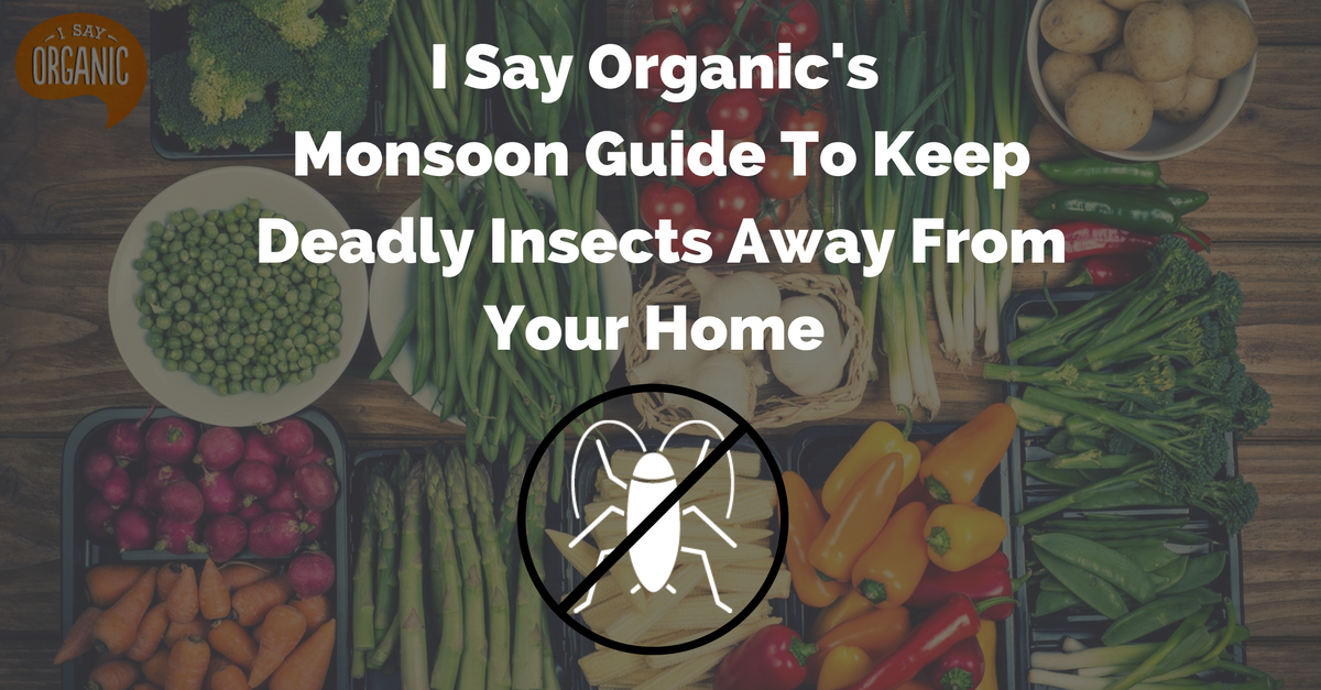 TBI Blogs: Natural Tricks to Kick Those Deadly Insects out of Your Home