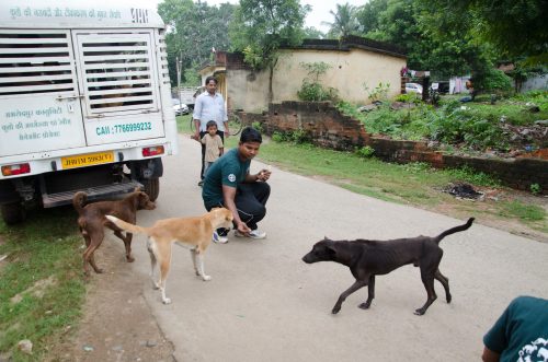 India Street Dog Program