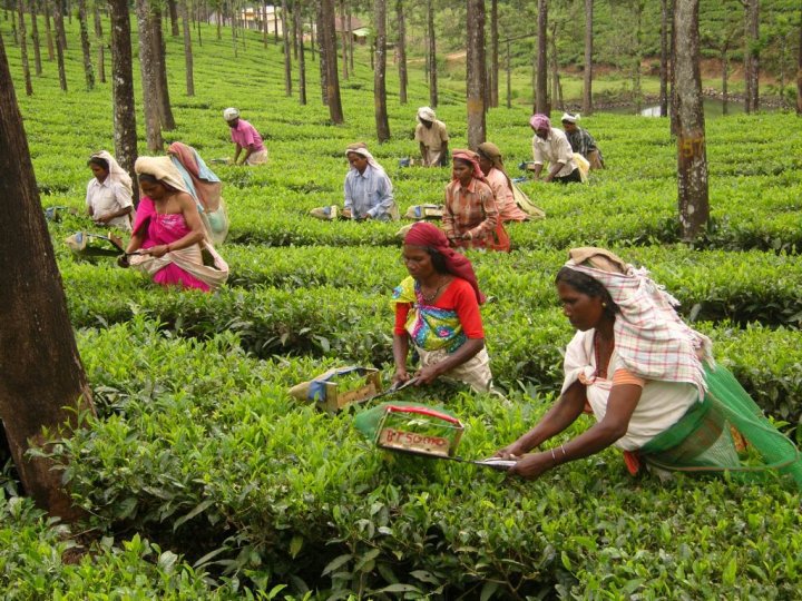 Tribal workers at the Priyadarshini Tea Estate