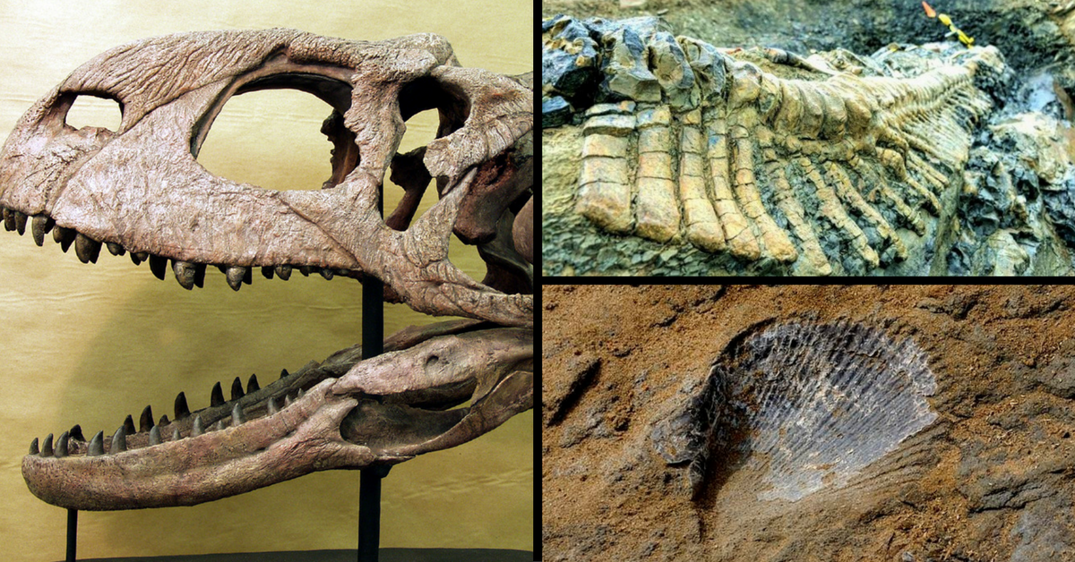 # Travel Tales: The 7 Best Places to See India’s Fantastic Fossil Finds