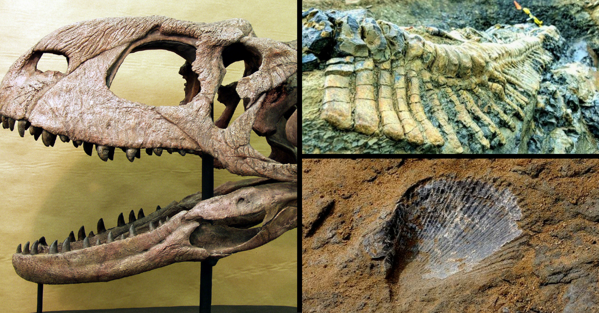 These Are the 7 Best Places to See Fossils in India