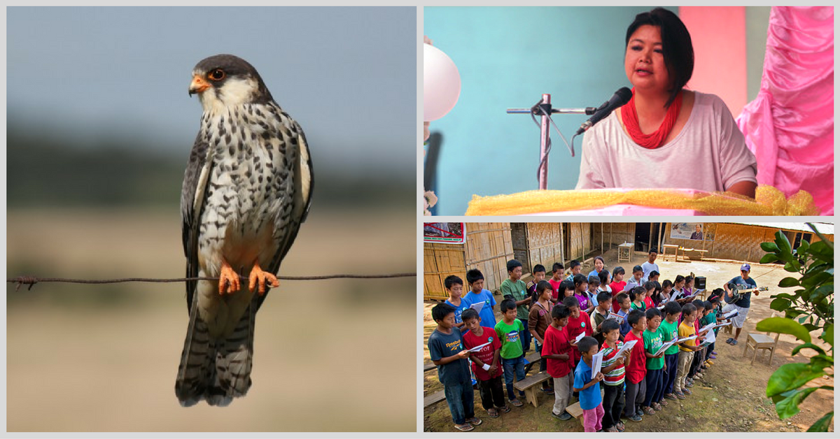 Flight of Freedom: Meet the Lady Who Saved Nagaland’s Amur Falcons