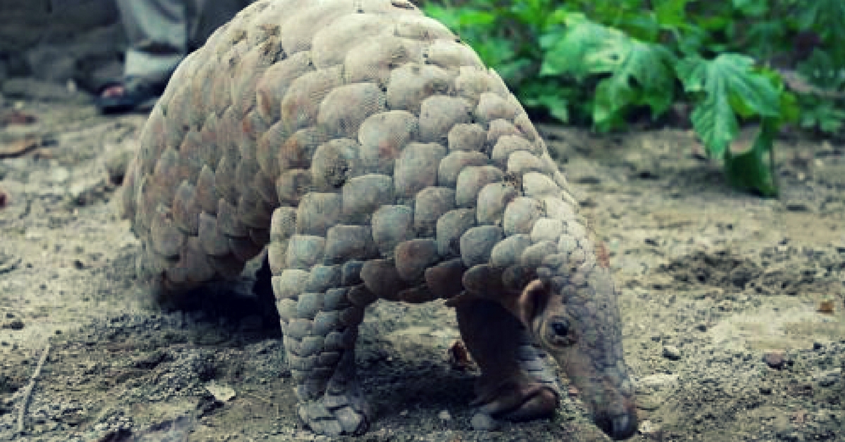 TBI Blogs: You Have Probably Never Heard of the World’s Most Trafficked Mammal. Here’s Why You Should