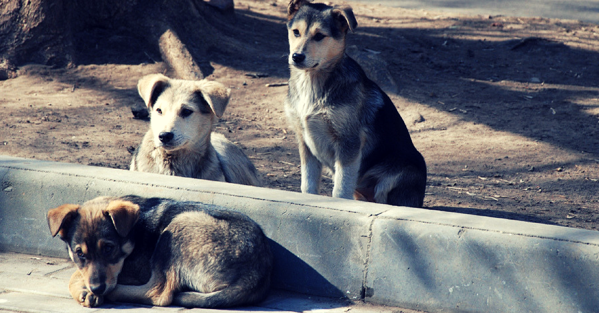 TBI Blogs: A Look at How Animal Groups Have Used Technology to Tackle the Problem of Rabies with Compassion