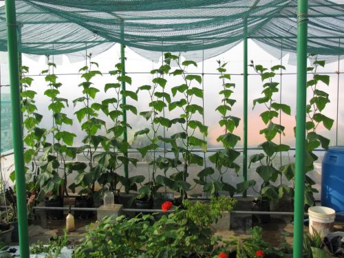 Cucumber plants in an urban garden 