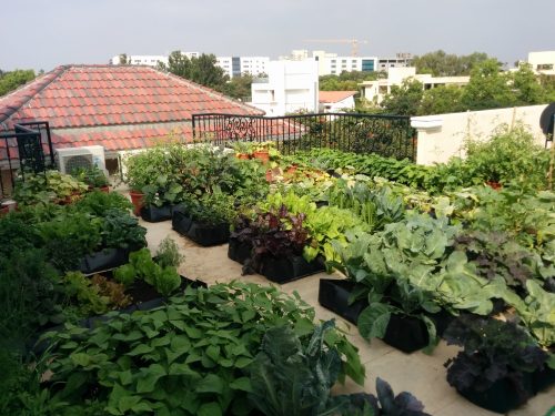 An urban garden growing vegetables